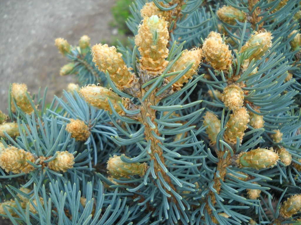 Picea pungens